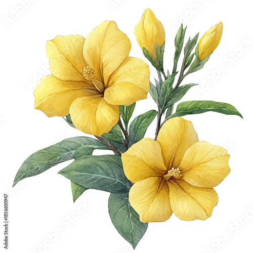Allamanda Flower, elegant watercolor vector painting with refined details, isolated on a white background.