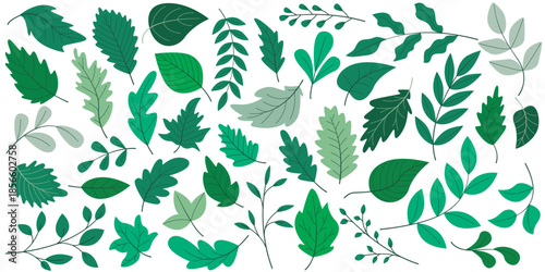 Collection of spring and summer leaves in rich green tones. Leaves of various sizes and shapes, as well as various tree branches. Botanical set of young foliage, vector graphics