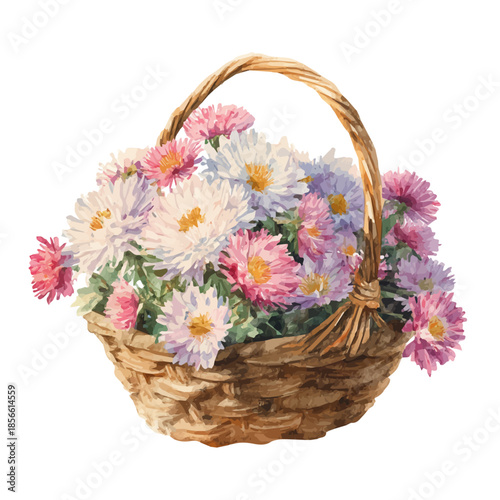 Watercolor-style vector illustration of Aster Basket, isolated on a clean white background.