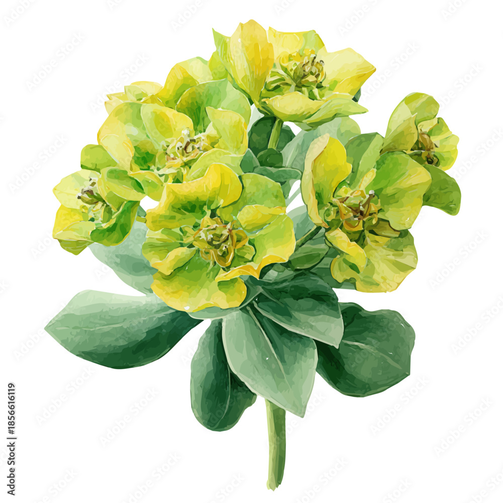 Ταπετσαρία Euphorbia in watercolor style, vector illustration, isolated on white background