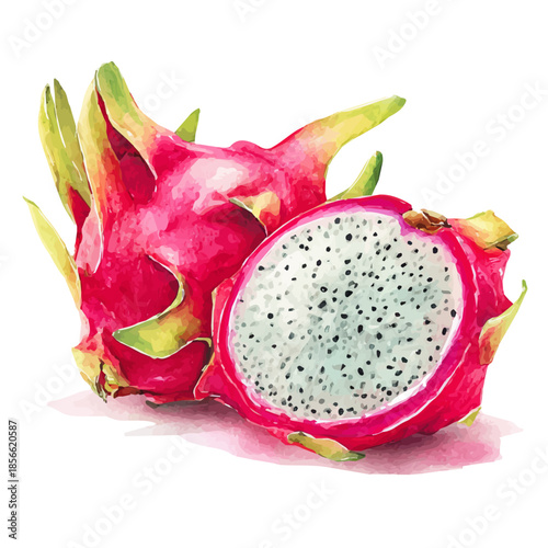 Watercolor illustration of Dragon Fruit Slices, vector artwork, isolated on white background.