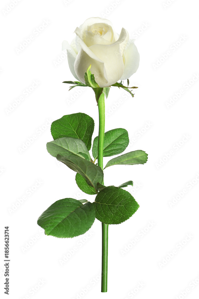 Obraz premium Beautiful rose with green leaves isolated on white