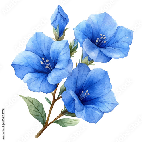 Lechenaultia Flower, lively watercolor vector drawing with intricate brush, isolated on a white background.