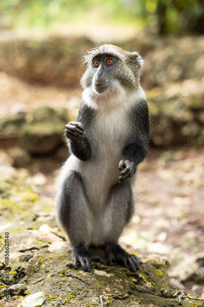 Obraz premium Scimmia nella foresta