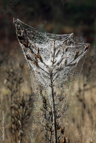 Naklejka Dew on the spiderweb
