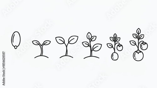 Illustration of plant growth stages from seed to mature plant.