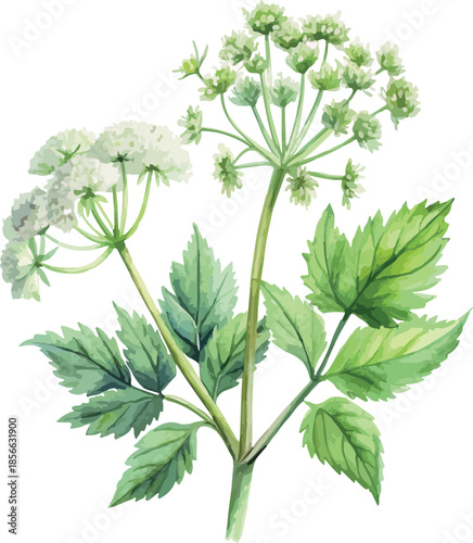 Delicate Angelica Floral Botanical Soft White Watercolor Vector Illustration
