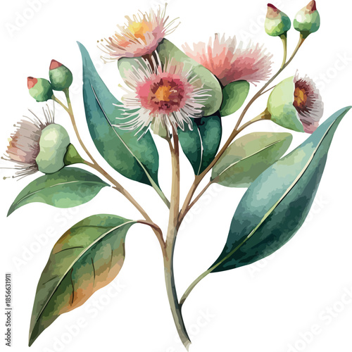 Eucalyptus Bloom Floral Botanical Soft Watercolor Vector Illustration