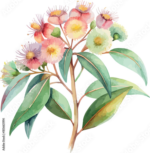 Eucalyptus Florwer Soft Pastel Botanical Watercolor Vector Illustration