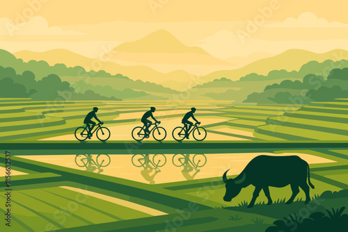 Bicyclists ride across rice fields at sunset with water buffalo grazing nearby in a rural landscape