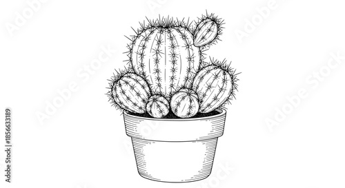 Detailed black and white ink sketch of a cluster of various round and spiky cacti growing in a simple clay plant pot.
