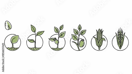 Plant growth stages from seed to mature crops icons.