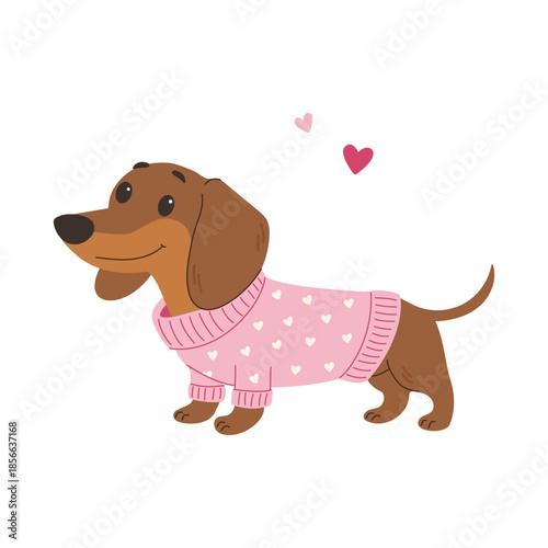A cute dachshund in a pink sweater. A simple children's illustration on a white background.