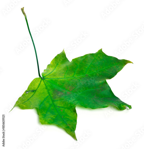 Green maple leaf
