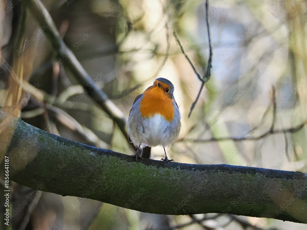 Fototapeta premium Rotkehlchen (Erithacus rubecula) sitzt in einem Baum