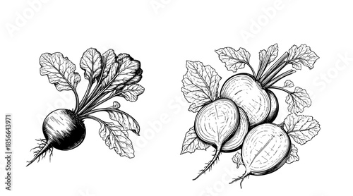 Beetroot with tops leaves, black and white sketch. Vector illustration. Fresh farm vegetables, set of silhouettes isolated on white background11
