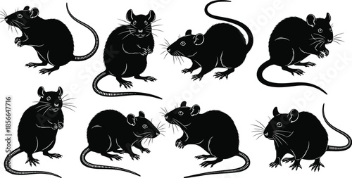 Rat silhouette collection, various poses, black vector illustration, rodent body shapes, animal icon set, isolated on white background