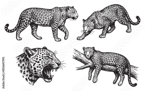 Leopard set engraving vector illustrations