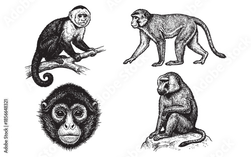 monkey set engraving vector illustrations