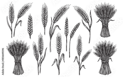 Wheat Ears Grain Stalks and Sheaves Illustration