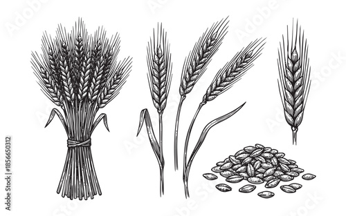 Wheat Ears Hand Drawn Cereal Grain Illustration Set