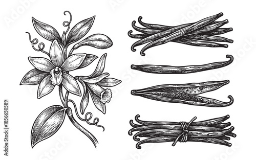 Vanilla Set Vintage Engraving of Flower and Beans