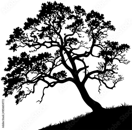 Large Oak Tree Silhouette on Grassy Hill