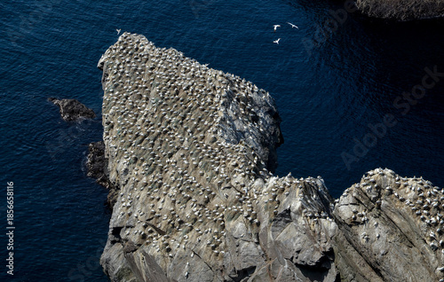 Fou de Bassan, Réserve Naturelle Nationale Hermaness, Ile Unst, Iles Shetland, Ecosse, Grande Bretagne