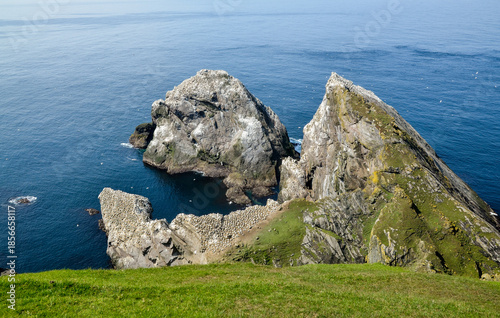 Fou de Bassan, Réserve Naturelle Nationale Hermaness, Ile Unst, Iles Shetland, Ecosse, Grande Bretagne