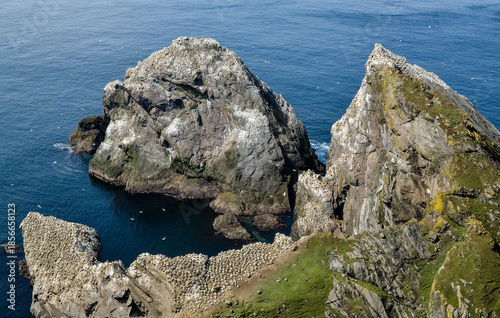 Fou de Bassan, Réserve Naturelle Nationale Hermaness, Ile Unst, Iles Shetland, Ecosse, Grande Bretagne