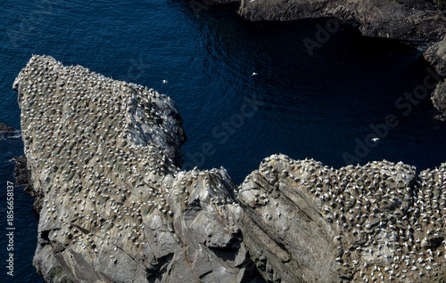 Fou de Bassan, Réserve Naturelle Nationale Hermaness, Ile Unst, Iles Shetland, Ecosse, Grande Bretagne