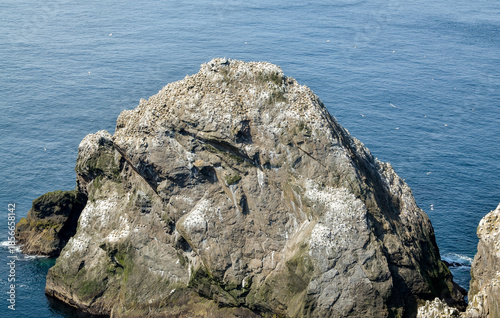 Fou de Bassan, Réserve Naturelle Nationale Hermaness, Ile Unst, Iles Shetland, Ecosse, Grande Bretagne