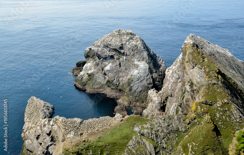 Fou de Bassan, Réserve Naturelle Nationale Hermaness, Ile Unst, Iles Shetland, Ecosse, Grande Bretagne