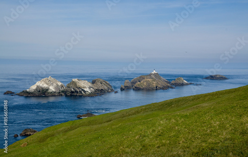 Fou de Bassan, Réserve Naturelle Nationale Hermaness, Ile Unst, Iles Shetland, Ecosse, Grande Bretagne