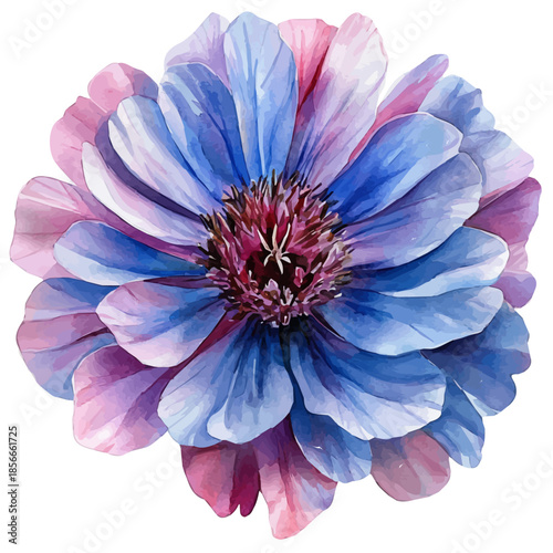 Knautia Flower, playful watercolor vector painting with subtle shadowing and soft gradients, isolated on a white background.