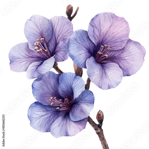 watercolor draw of Jacaranda Flower, isolated on a white background.