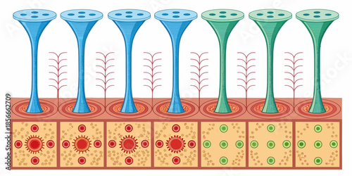 Detailed Photoreceptor Cells in Human Retina