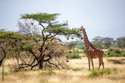 Canvas Print Somalia giraffes eat the leaves of acacia trees