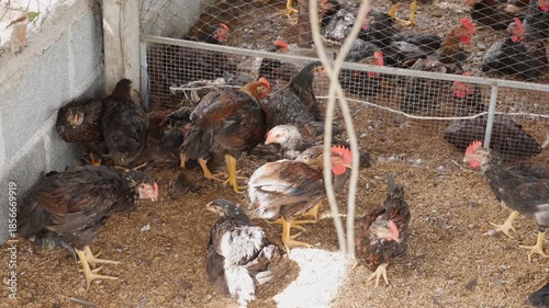 Chickens gather beneath suspended feeders in a crowded poultry house, repetitive structures and high density revealing industrial food production methods. Poultry industry.