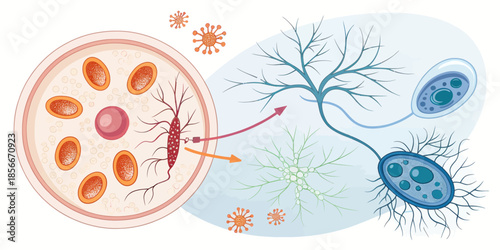Reproductive and Sensory Cells Detailed Illustration
