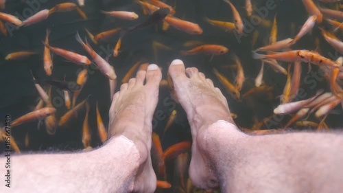 Close up of many tropical fishes eating dead skin and cleaning male legs in an aquarium. Feet of young man in water with small garra rufa. Exotic spa treatment. POV