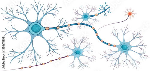 Simplified Neural Network Connections of Interneurons