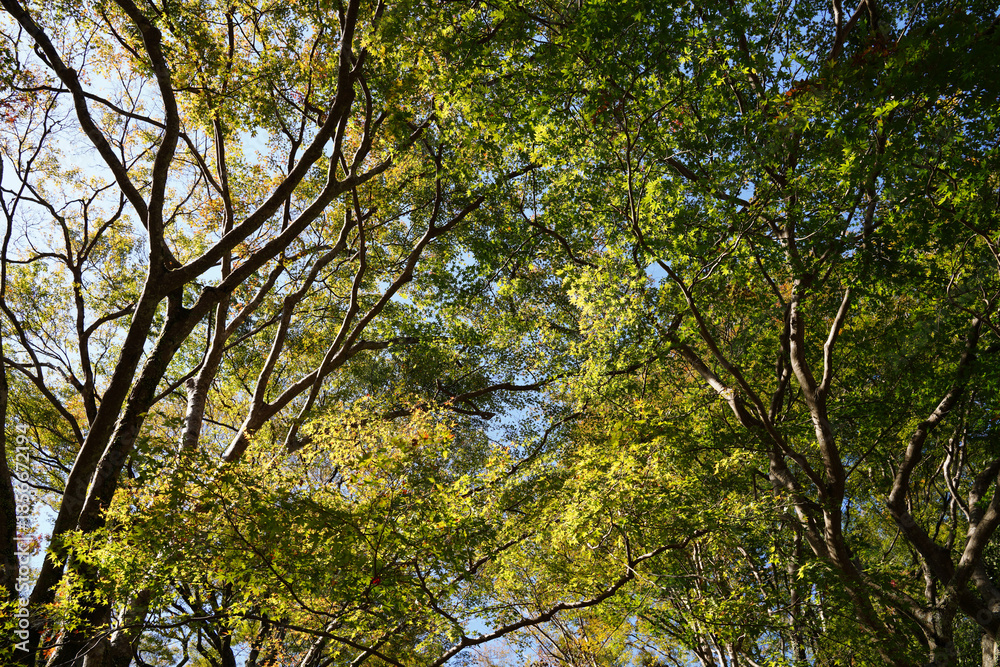 Fototapeta premium 京都栂尾高山寺界隈の秋の木々