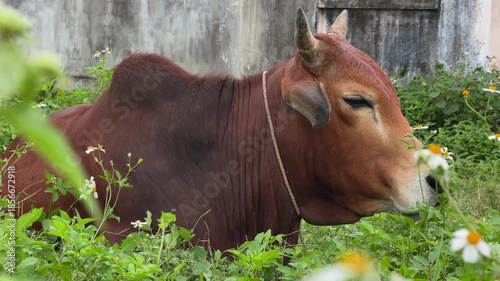 A lone cow lies relaxed in lush overgrown grassland, surrounded by rich greenery and soft daylight, embodying calm countryside atmosphere and unhurried rest. Rural calm.