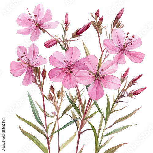 Gaura Flower, beautiful watercolor illustration with vivid colors and detailed vector style, isolated on a white background.