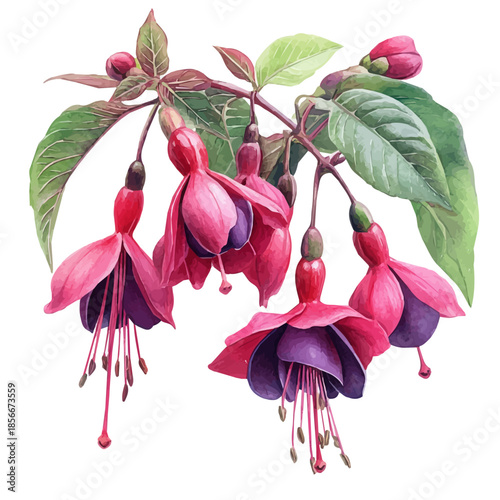 Fuchsia Flower, charming watercolor vector with soft tones and graceful design, isolated on a white background.