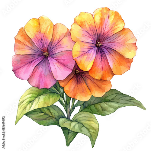 Four OClock Flower, beautiful watercolor illustration with vivid colors and detailed vector style, isolated on a white background.