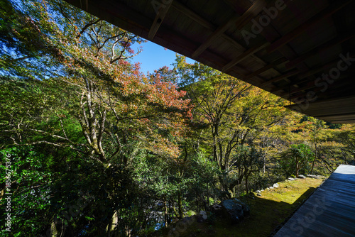 京都栂尾高山寺の境内の紅葉を始めた木々の風景