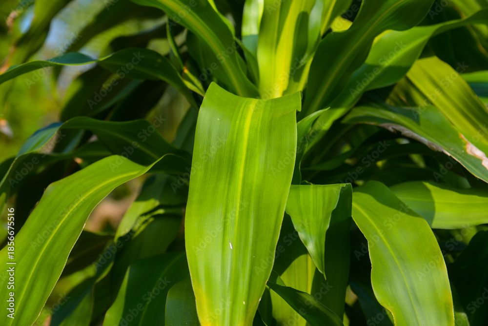 Obraz premium Close-up of lucky bamboo leaves (Dracaena sanderiana) after rain in Vietnam, glossy green blades with subtle droplets and sunlit highlights, tropical foliage texture with soft garden blur.