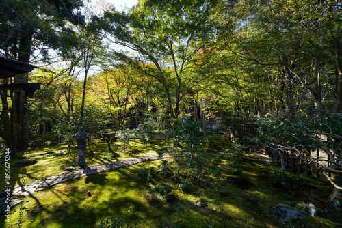 京都栂尾高山寺の境内の紅葉を始めた木々の風景